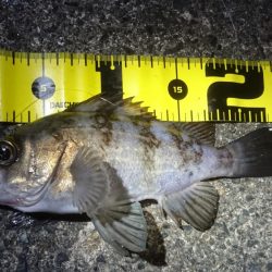 まさかのチヌ！