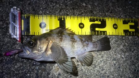 まさかのチヌ！