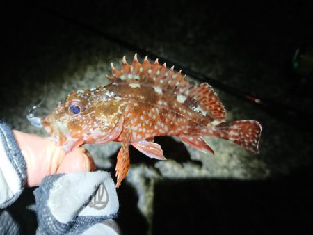 昨日に味を占め連ちゃん