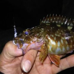 アジおるねんねど…