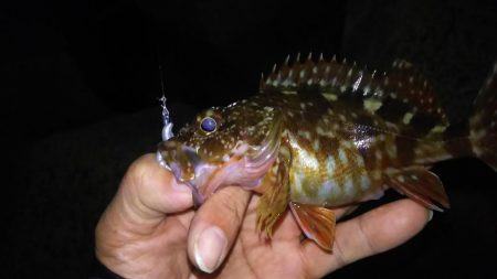 アジおるねんねど…