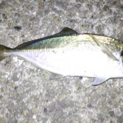 しつこいアジング！