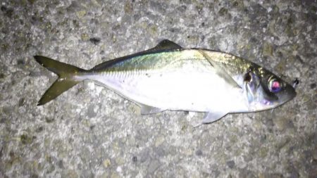 しつこいアジング！