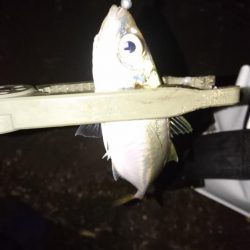 南蛮漬け(予定)