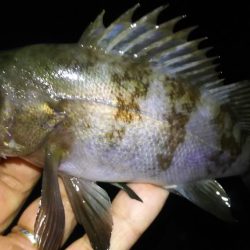 風裏メバリング！