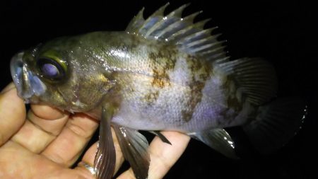 風裏メバリング！