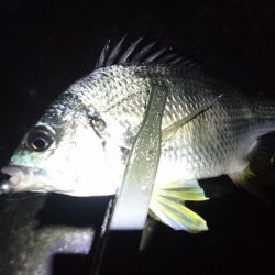 キビレ短時間釣行