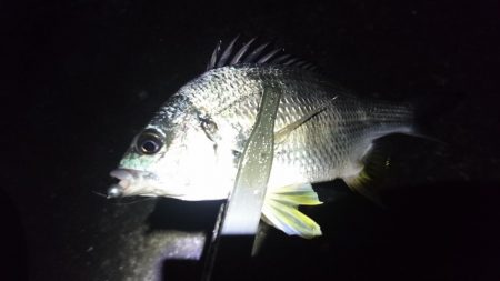 キビレ短時間釣行