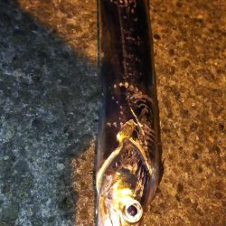 タチウオ高活性！