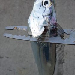 タチウオ求めて湾奥へ