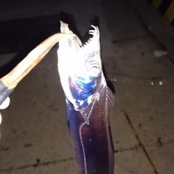 湾奥タチウオまだいてる