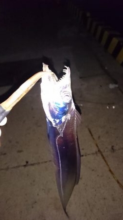 湾奥タチウオまだいてる