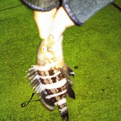 久しぶりのアジング