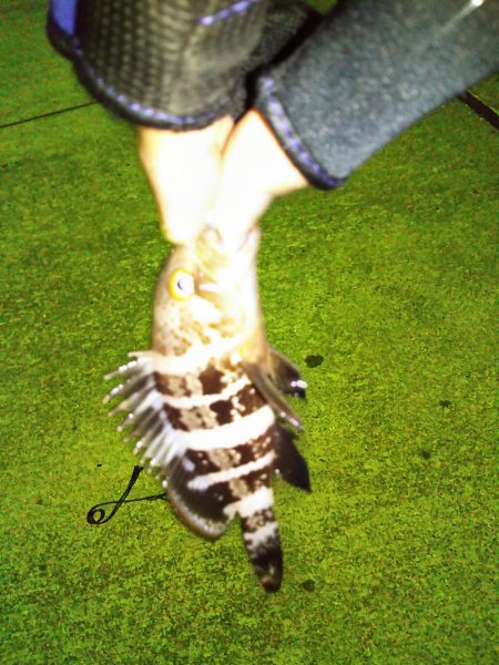 久しぶりのアジング