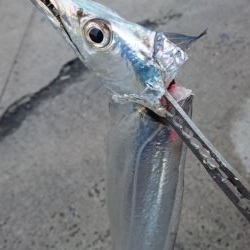 渋いながらも湾奥ならまだ釣れる