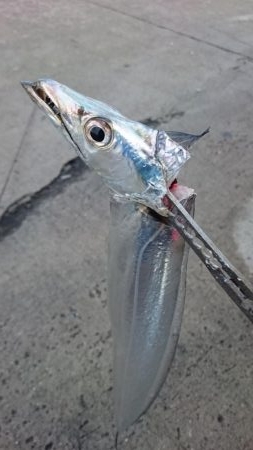 渋いながらも湾奥ならまだ釣れる