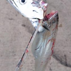 湾奥タチウオ完全復活!!