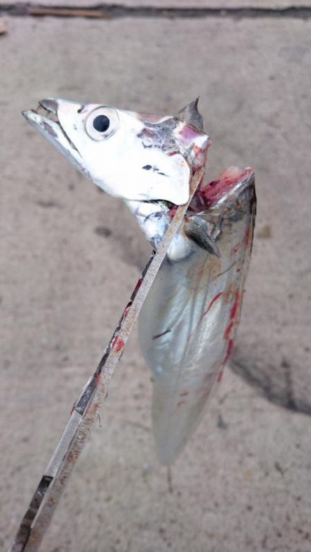 湾奥タチウオ完全復活!!