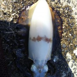 アオリイカエギング