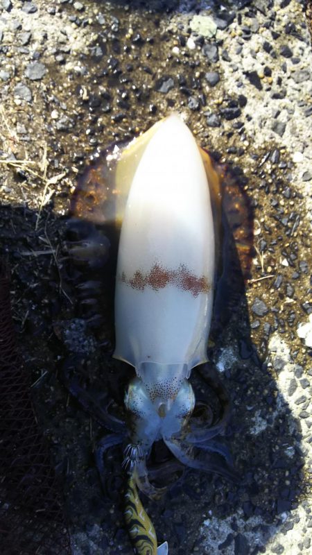 アオリイカエギング