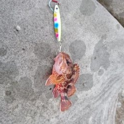 磯からのガシラ(アラカブ)連発