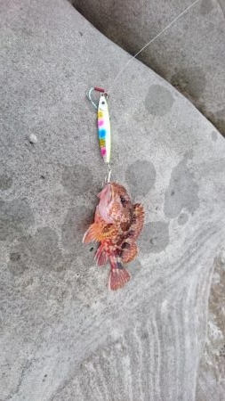 磯からのガシラ(アラカブ)連発