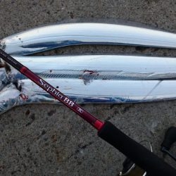 湾奥タチウオ3匹