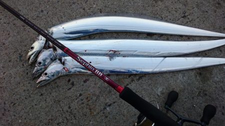 湾奥タチウオ3匹