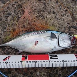 堤防からのデブ鯖(￣▽￣;)