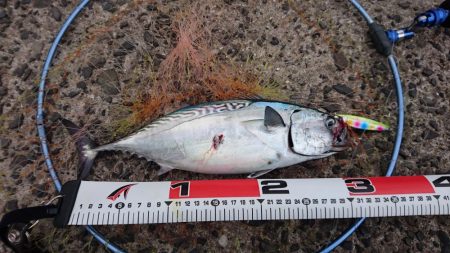 堤防からのデブ鯖(￣▽￣;)