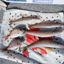 終盤を迎える二見の落ちギス