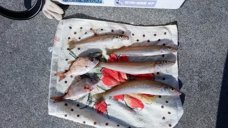 終盤を迎える二見の落ちギス