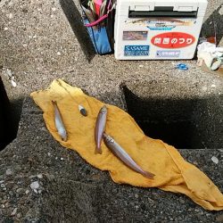 暴風の白灯台波止で落ちギス狙い