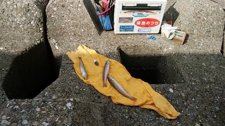 暴風の白灯台波止で落ちギス狙い