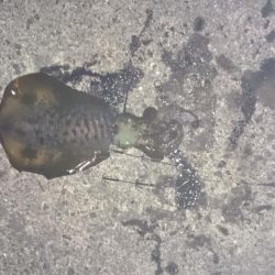 本日も先週に引き続き風がないので行って来ました。