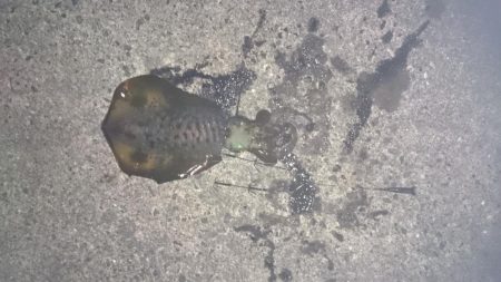 本日も先週に引き続き風がないので行って来ました。