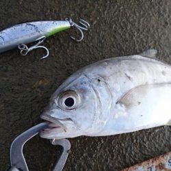 オニヒラアジ爆釣果しました！