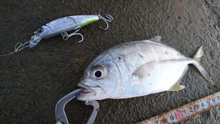 オニヒラアジ爆釣果しました！