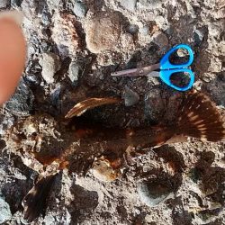 暴風の中で落ちギス狙い