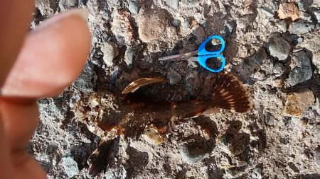 暴風の中で落ちギス狙い