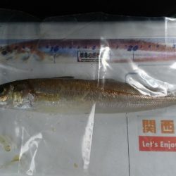 キス、カレイ釣り