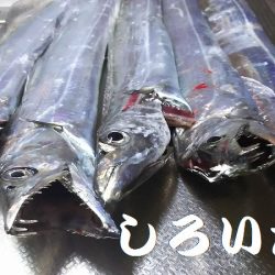 今日は、芦屋浜までタチウオを釣りに行きました。