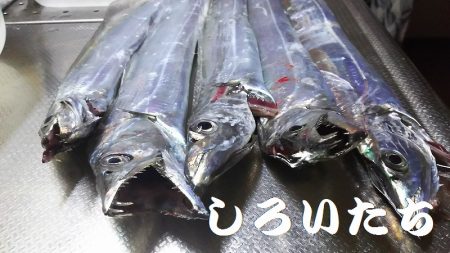 今日は、芦屋浜までタチウオを釣りに行きました。