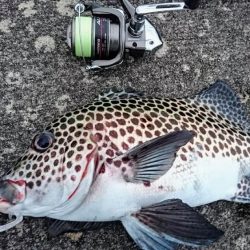 夕方防波堤からチョウチョウコショウダイ