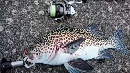 夕方防波堤からチョウチョウコショウダイ