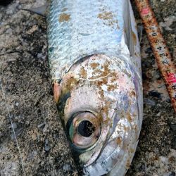 夕方港で古代魚ターポン!