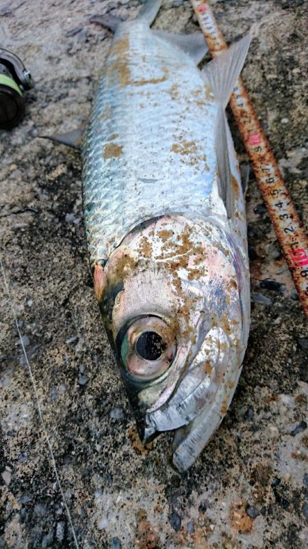 夕方港で古代魚ターポン！