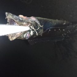 さよならマイワシ。。