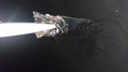 さよならマイワシ。。