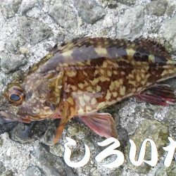 メバル狙いで、２０１７年釣り納めか？